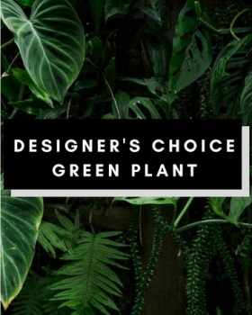 Medium Greenplant