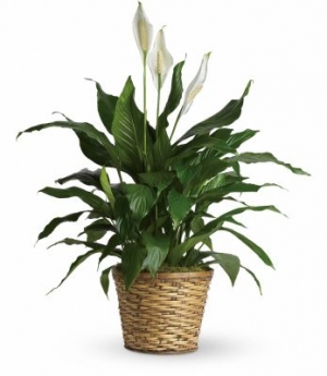 Large Peace lily