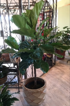 Extra Large Greenplant in decorative pot 