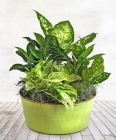 Order Medium Dish Garden