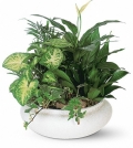 Order Large Dish Garden