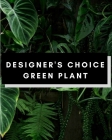 Order Extra Large Greenplant