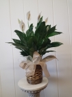 Order Medium Peace Lily